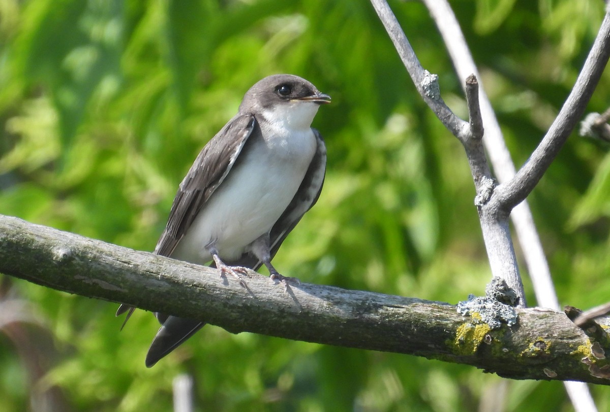 Golondrina Bicolor - ML621098662