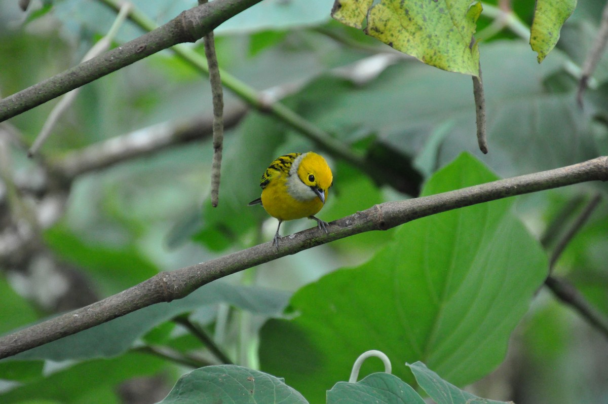 Silver-throated Tanager - ML621098663