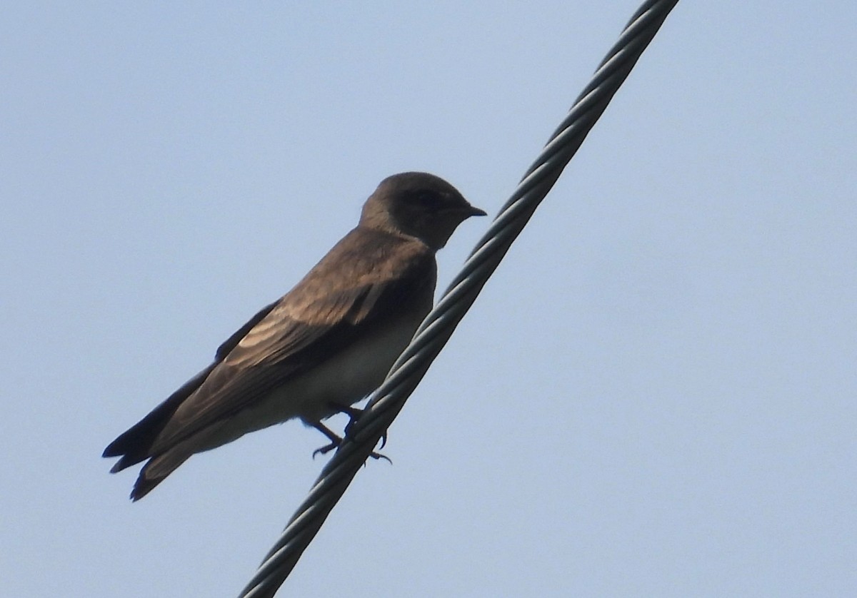Northern Rough-winged Swallow - Matt Tobin