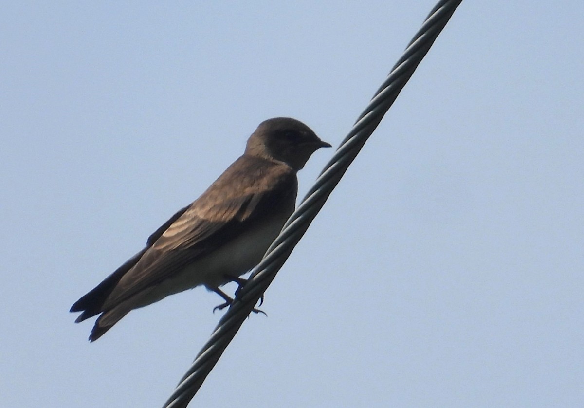 Golondrina Aserrada - ML621098679