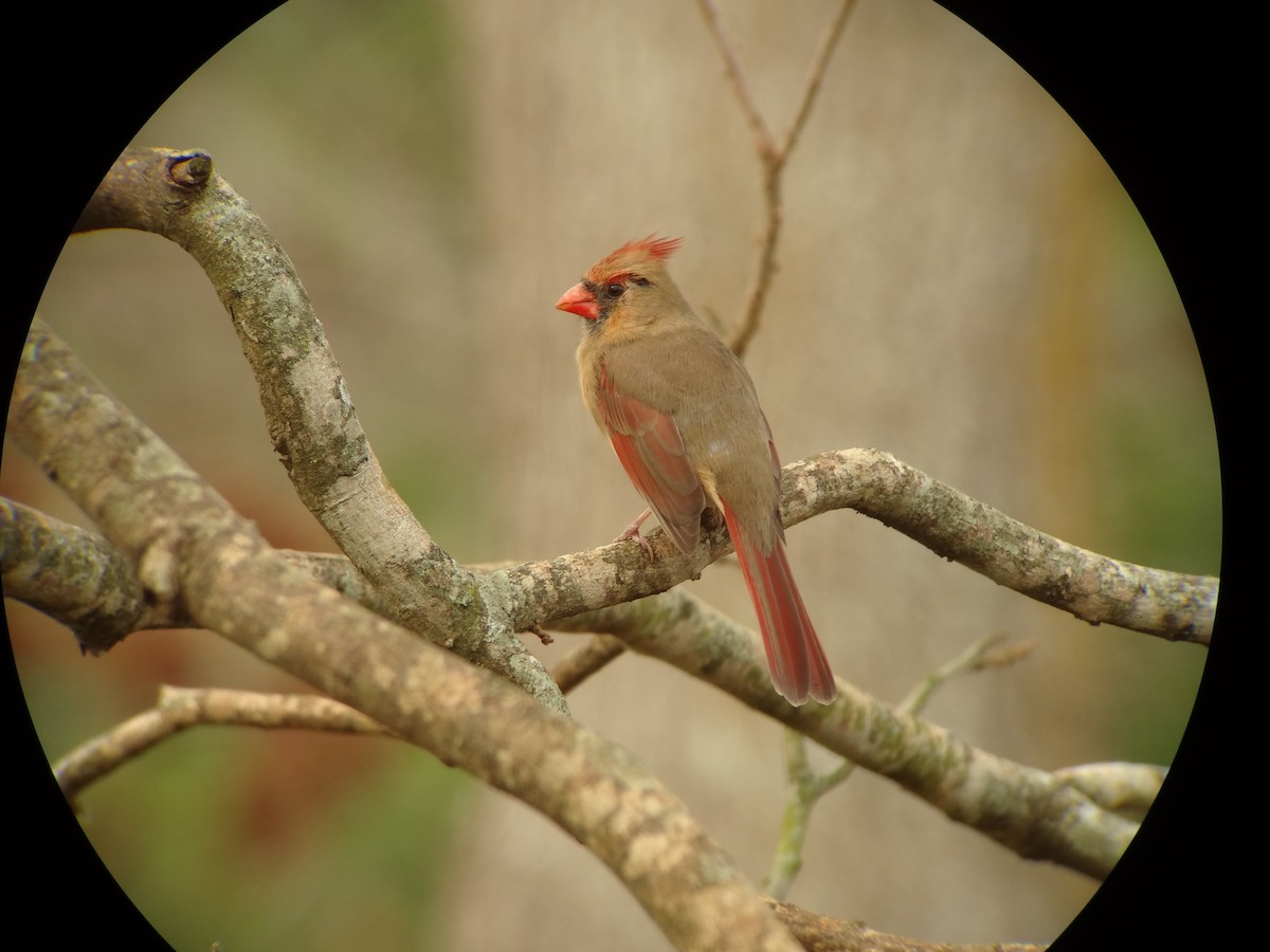 Cardinal rouge - ML621098688