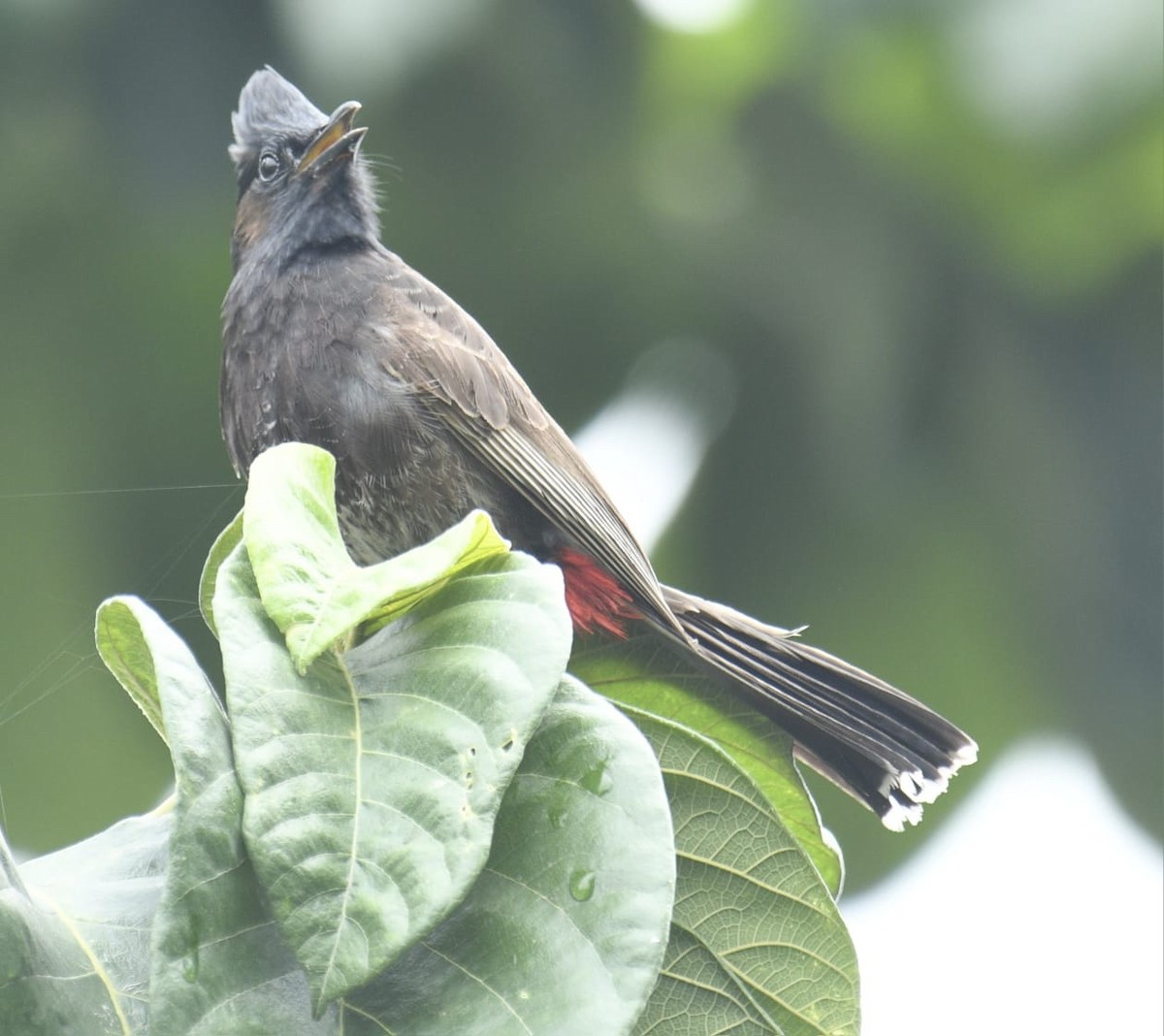 Red-vented Bulbul - ML621098692