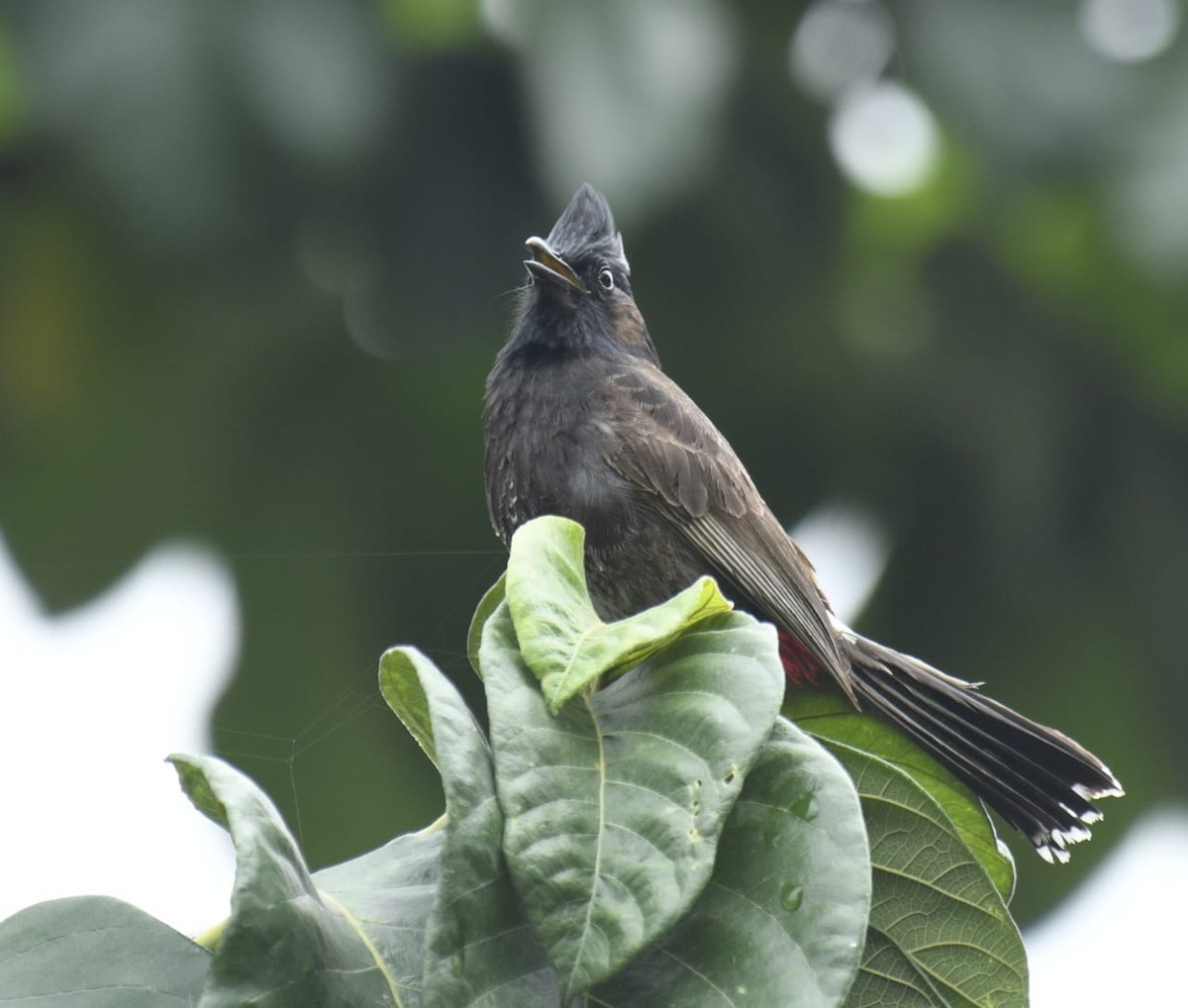 Red-vented Bulbul - ML621098693