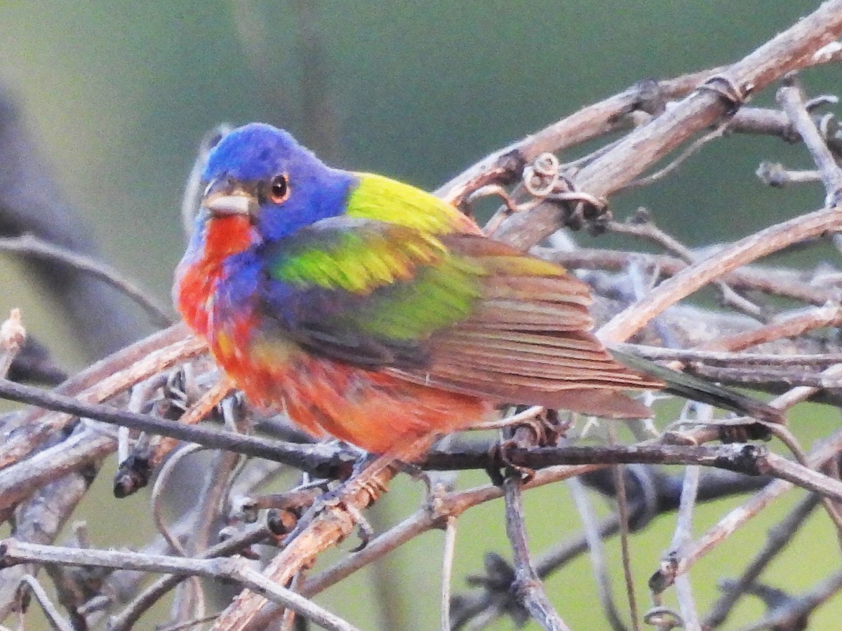 Painted Bunting - ML621098695