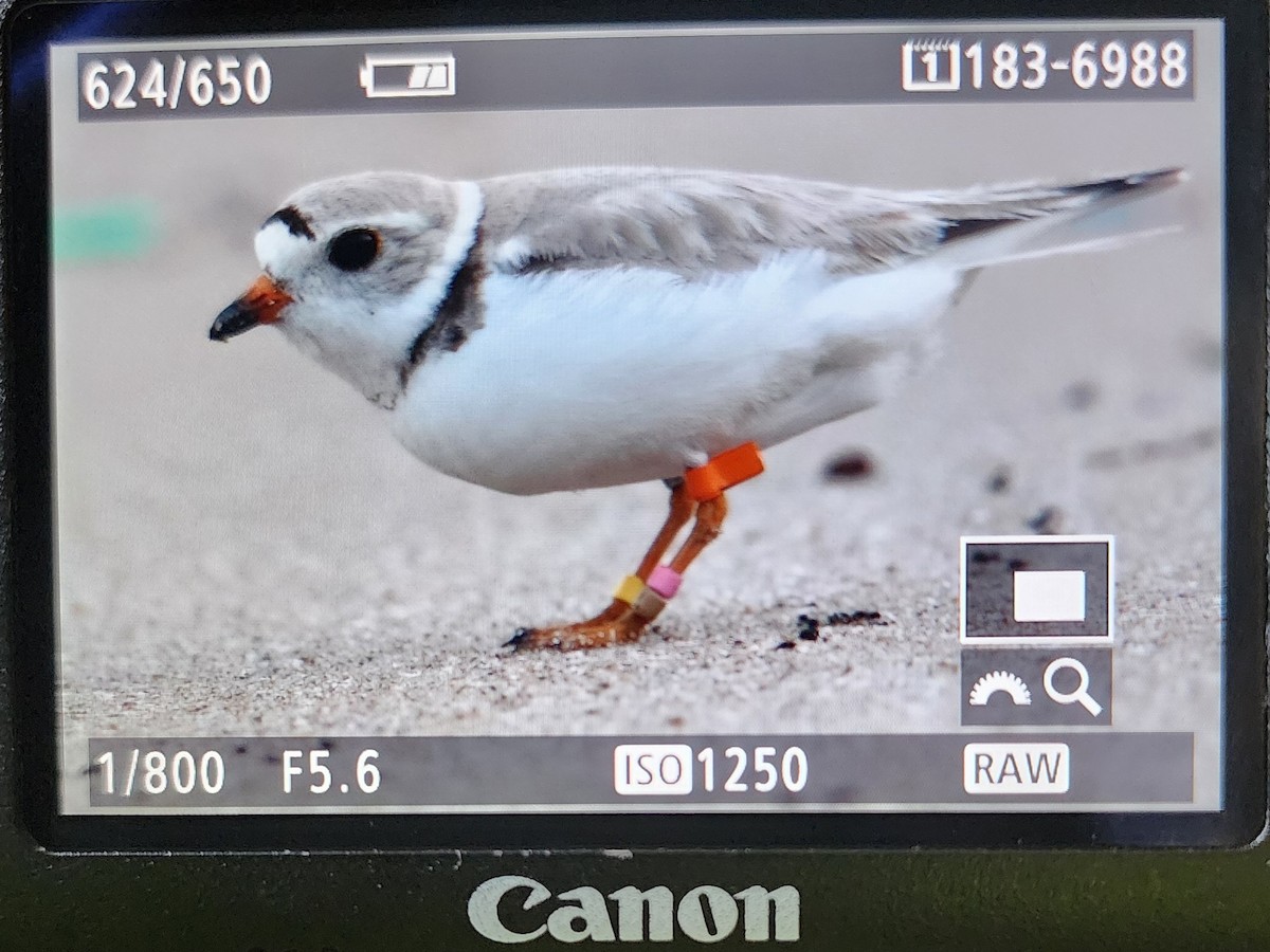 Piping Plover - ML621098697