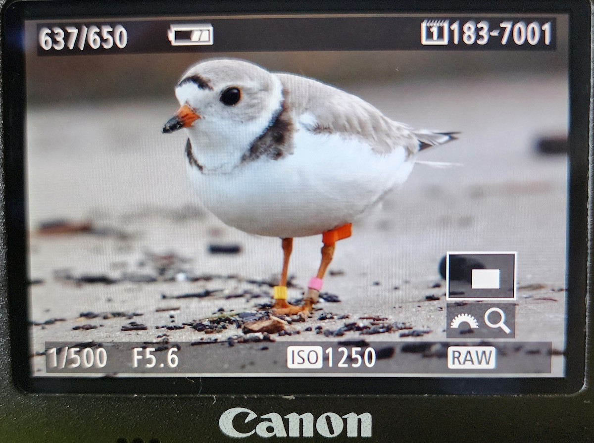 Piping Plover - ML621098698