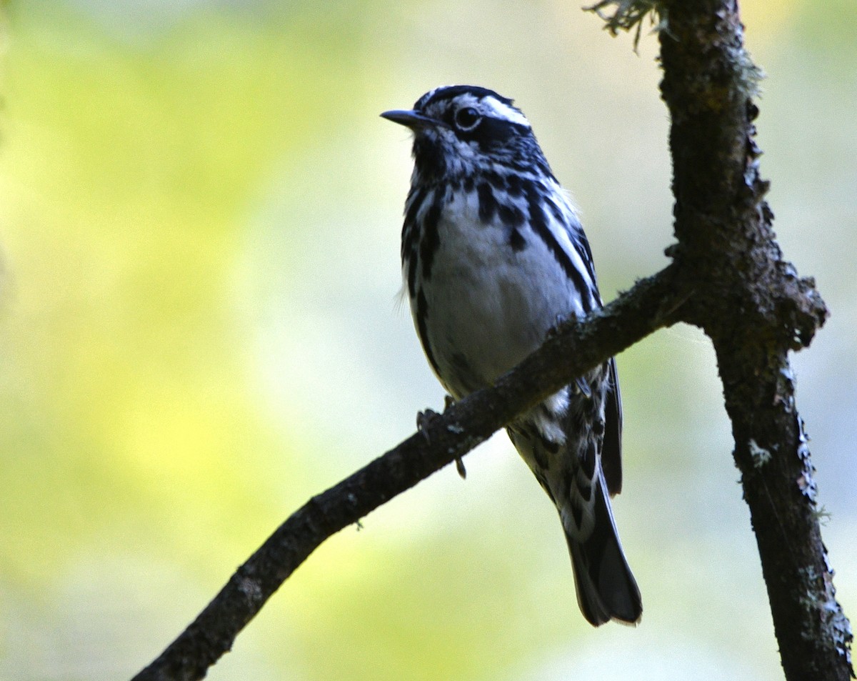 Black-and-white Warbler - ML621098706