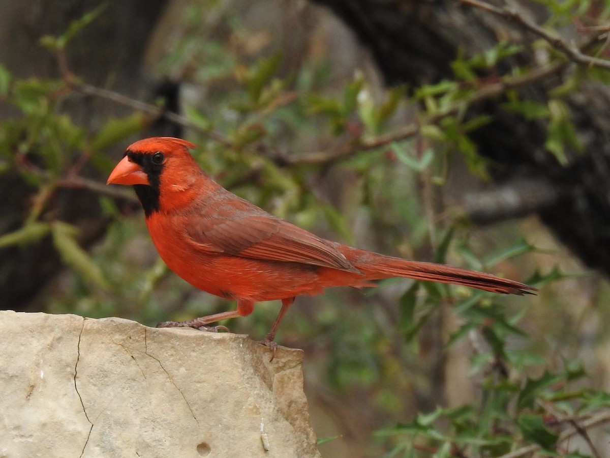 Cardinal rouge - ML621098717