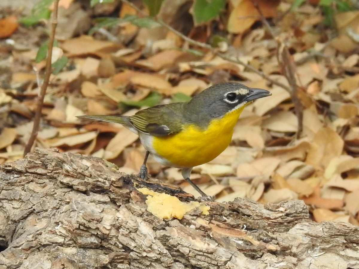 Yellow-breasted Chat - ML621098741