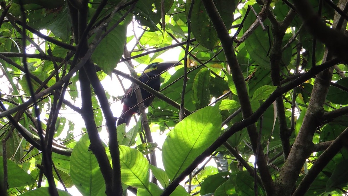 Yellow-eared Toucanet - Edwin Munera