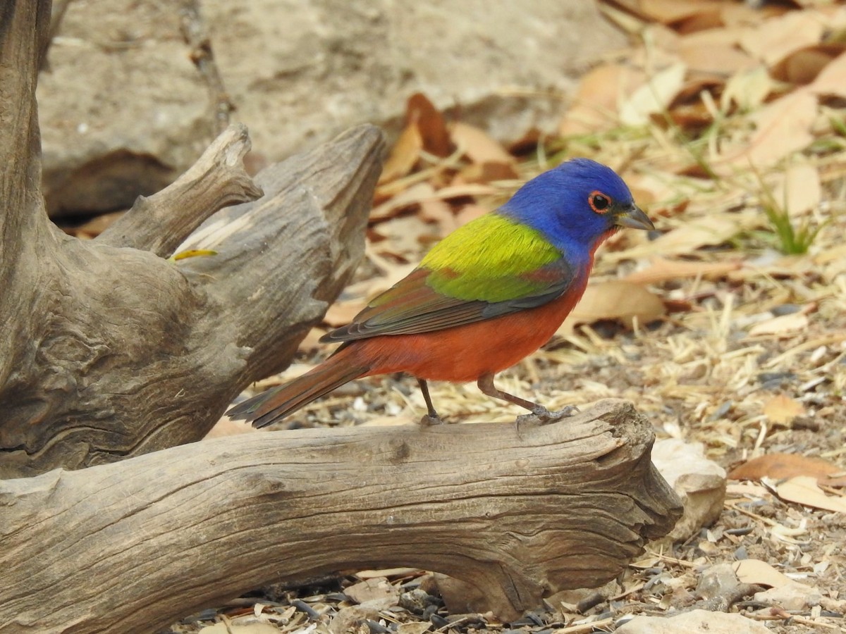 Painted Bunting - ML621098760