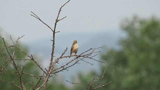 Tawny Pipit - ML621098765