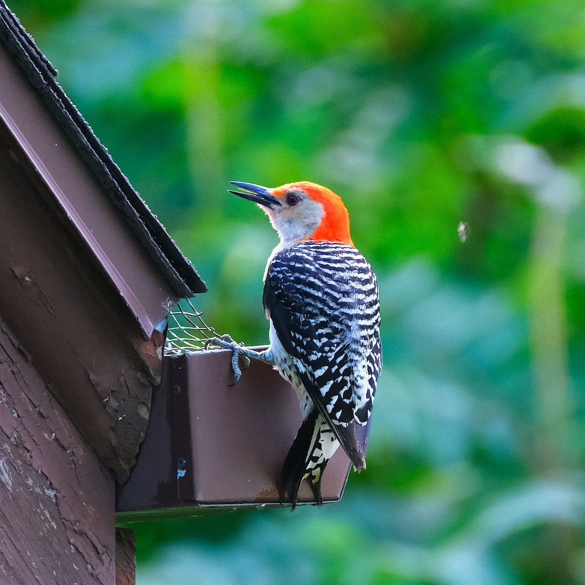 Red-bellied Woodpecker - ML621098799