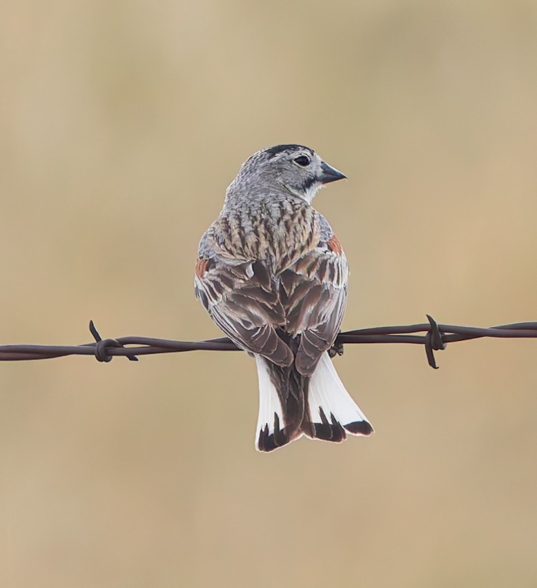 Thick-billed Longspur - ML621098813