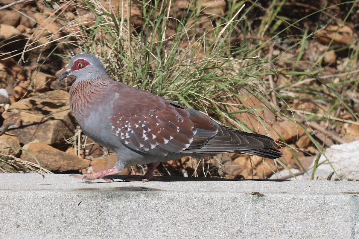 Pigeon roussard - ML621098815