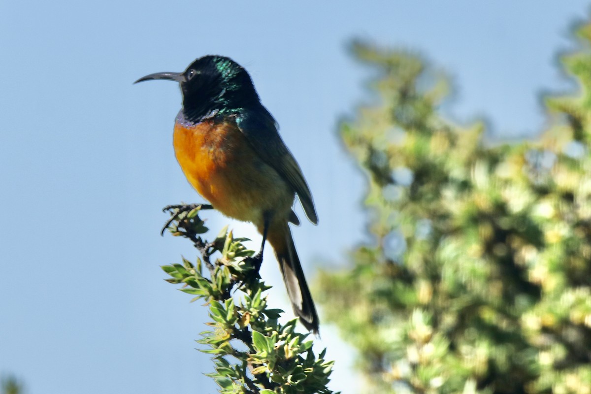 Orange-breasted Sunbird - ML621098818