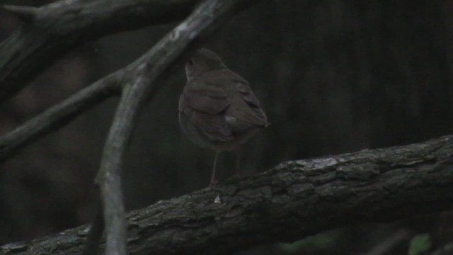 Bicknell's Thrush - ML621098819