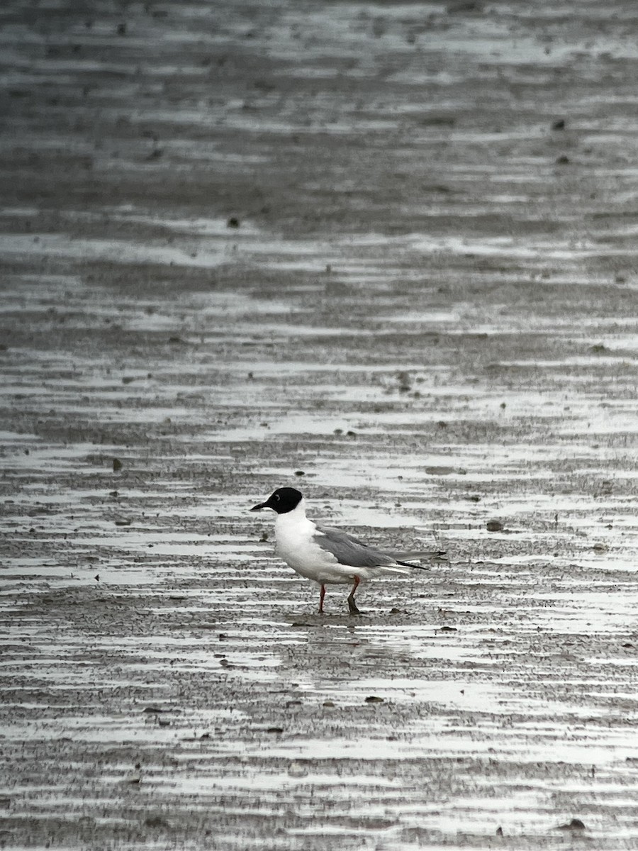 Bonaparte's Gull - ML621098873