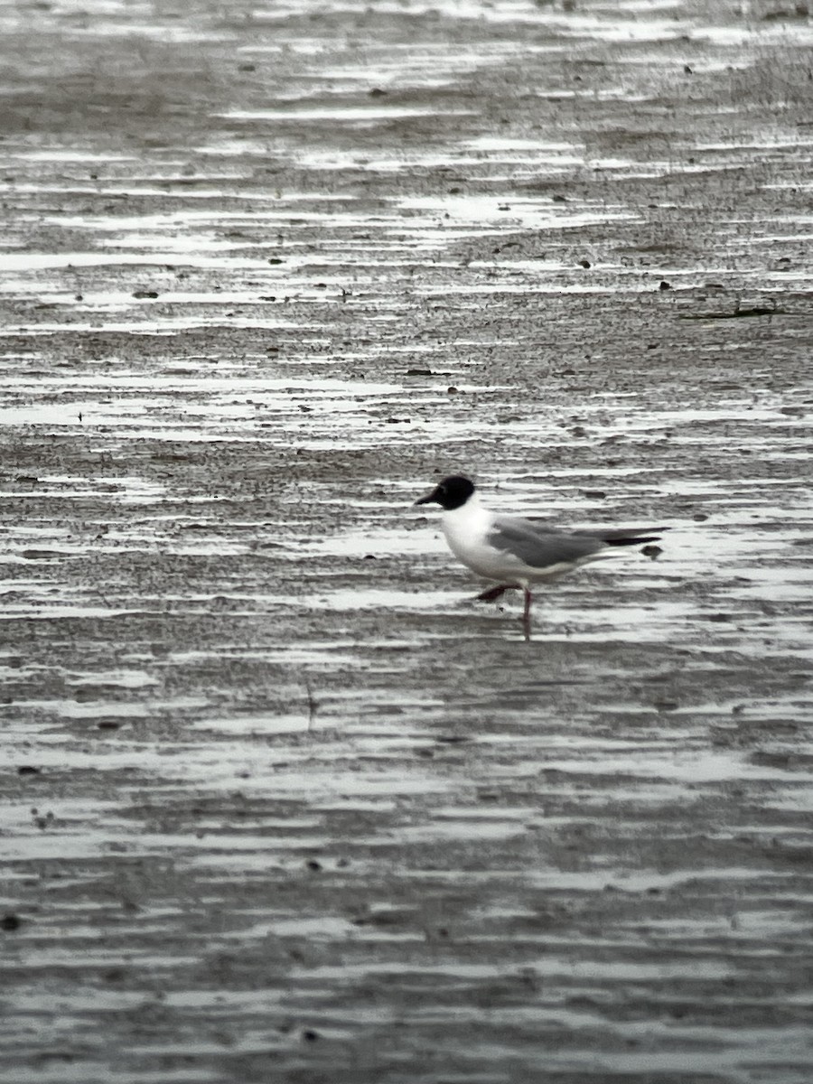 Bonaparte's Gull - ML621098874