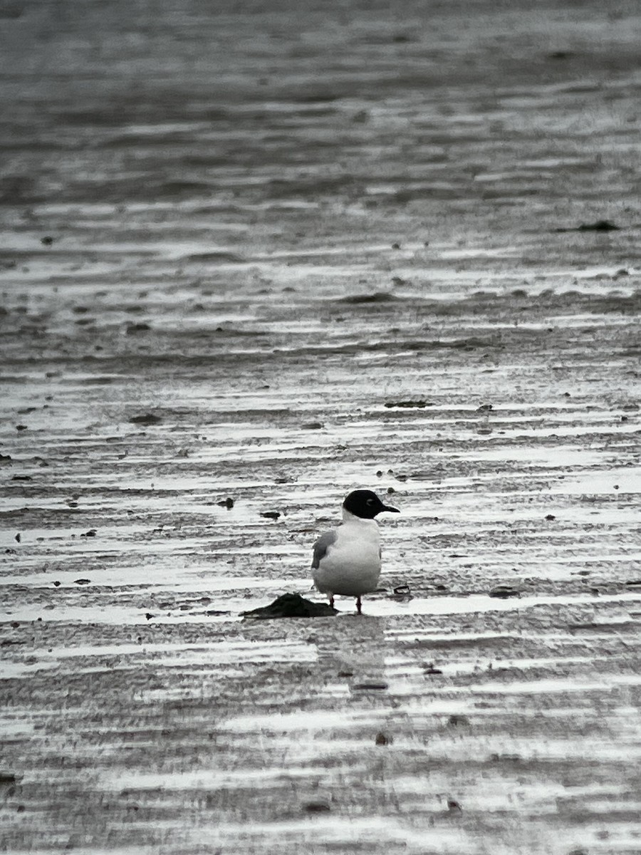 Bonaparte's Gull - ML621098875