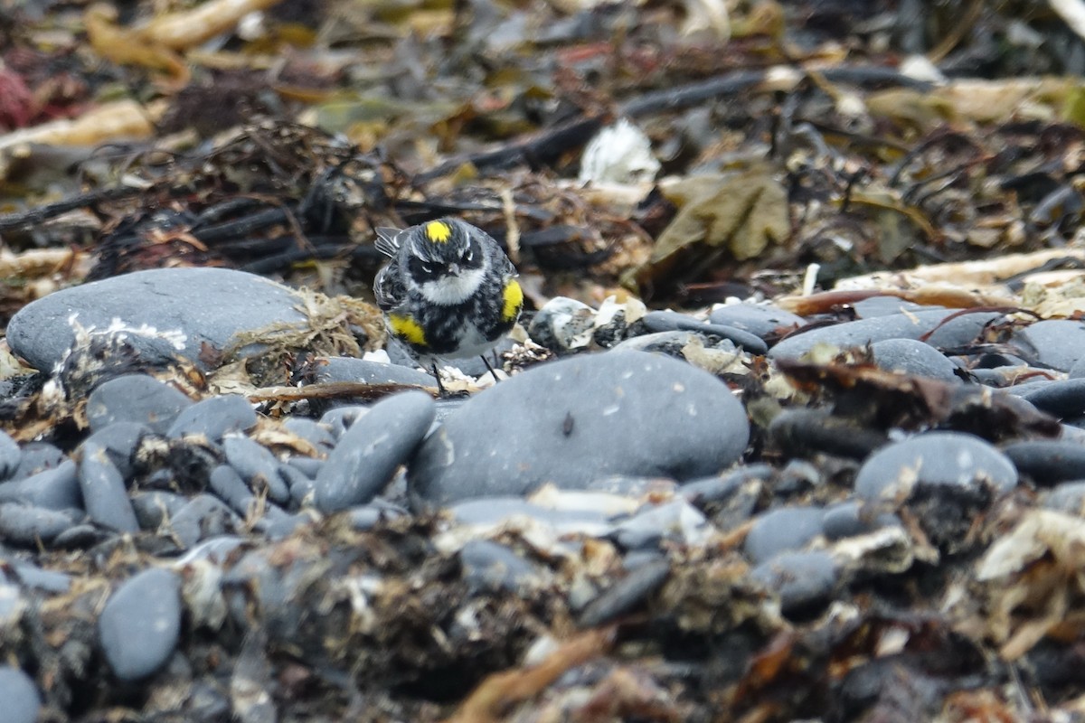 Yellow-rumped Warbler (Myrtle) - ML621098882