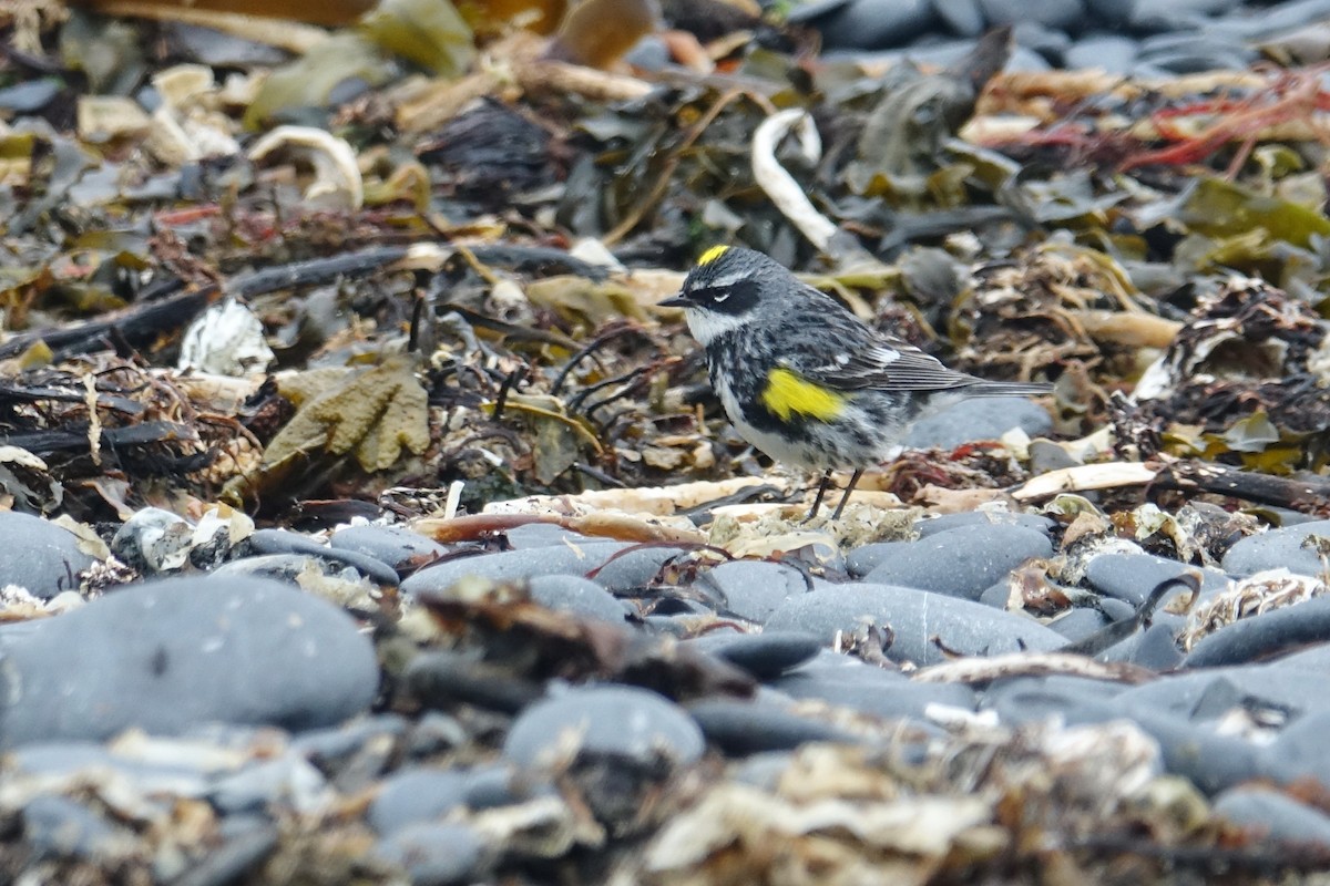 Yellow-rumped Warbler (Myrtle) - ML621098883