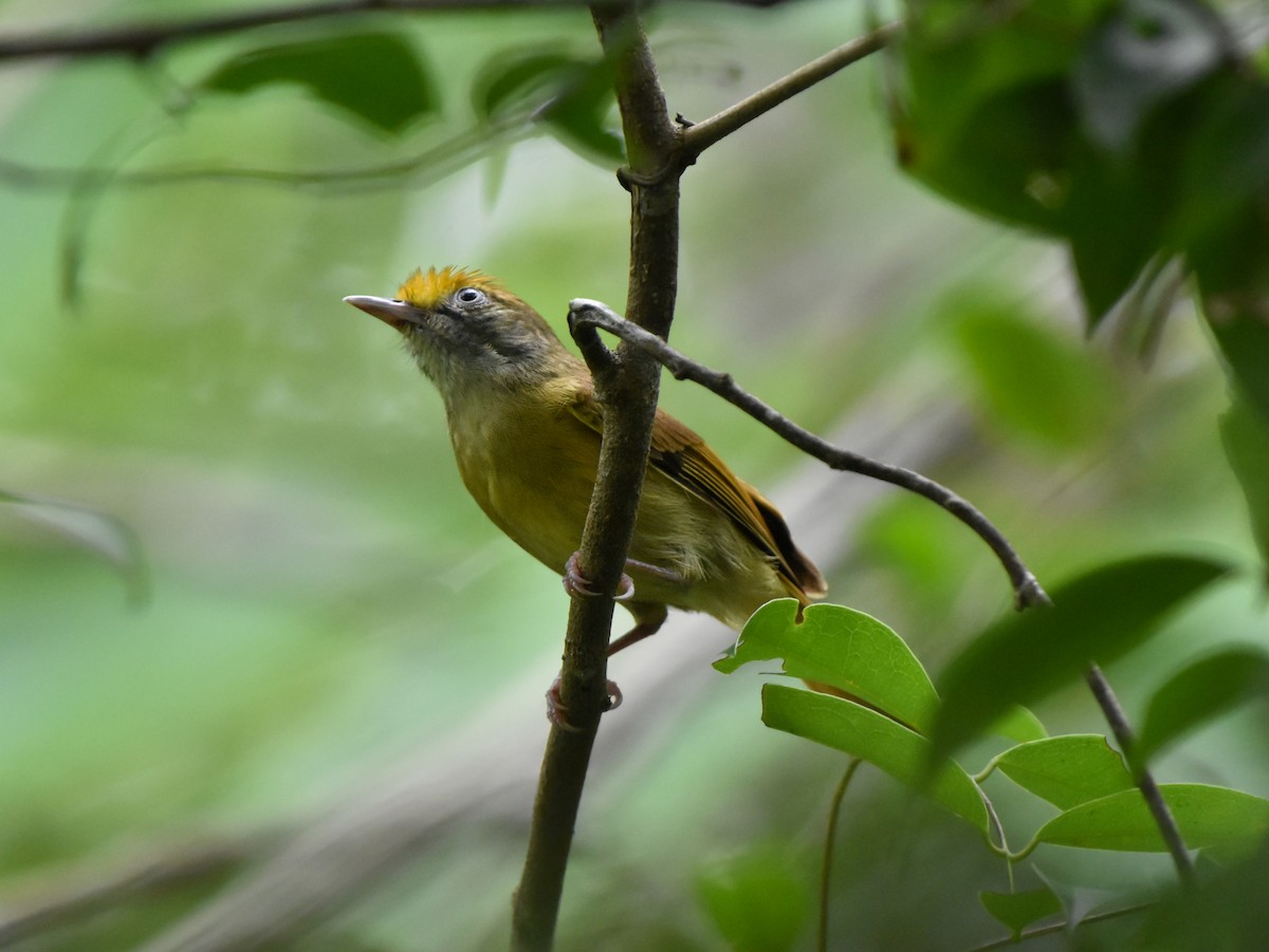 Tawny-crowned Greenlet - ML621098901