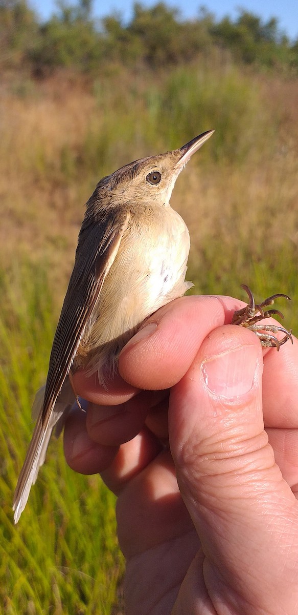 Common Reed Warbler - ML621098903