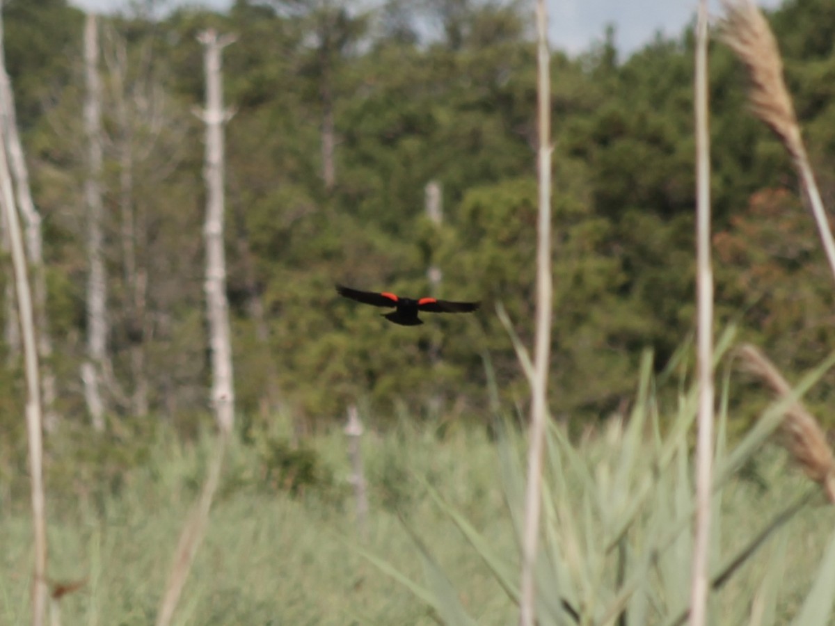 Red-winged Blackbird - ML621098907