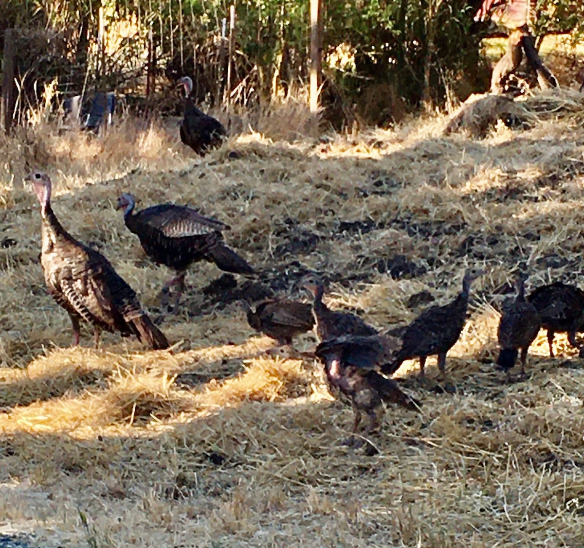 Wild Turkey - ML621098909