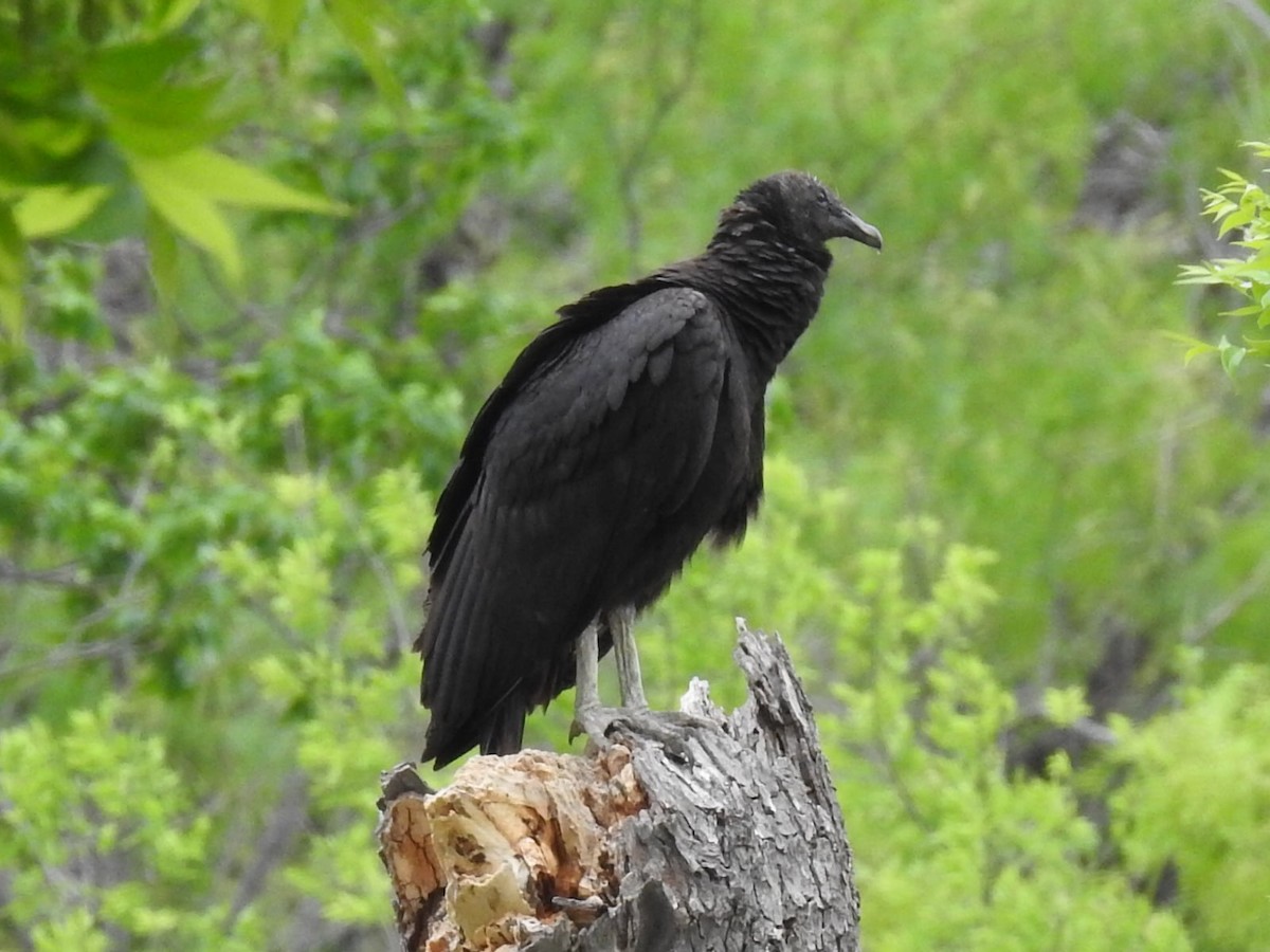 Black Vulture - ML621098920