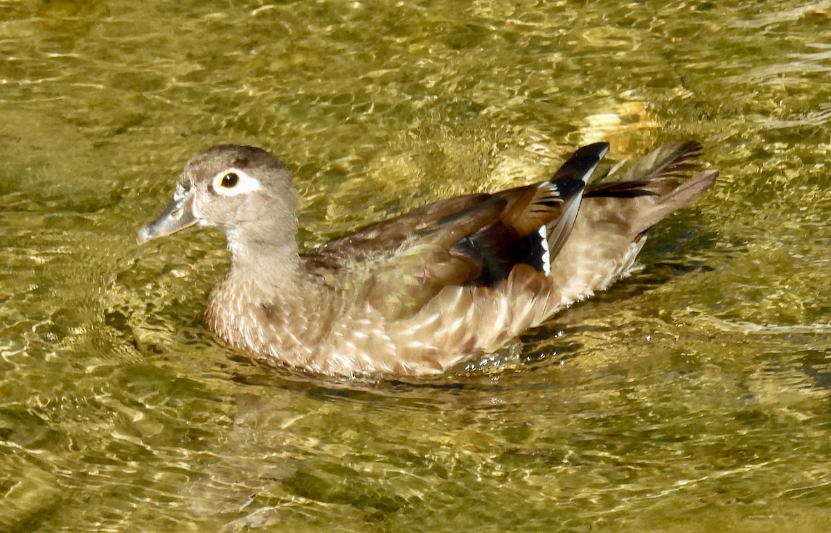 Wood Duck - ML621098928
