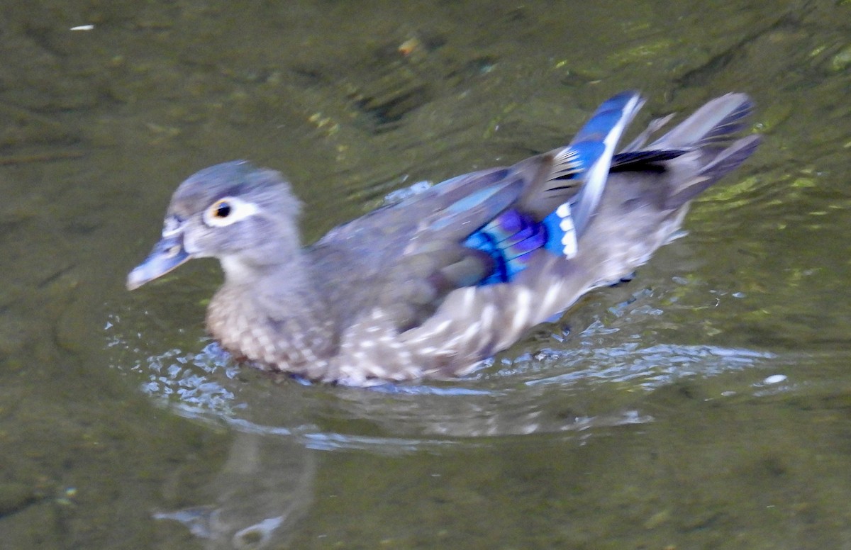 Wood Duck - ML621098929