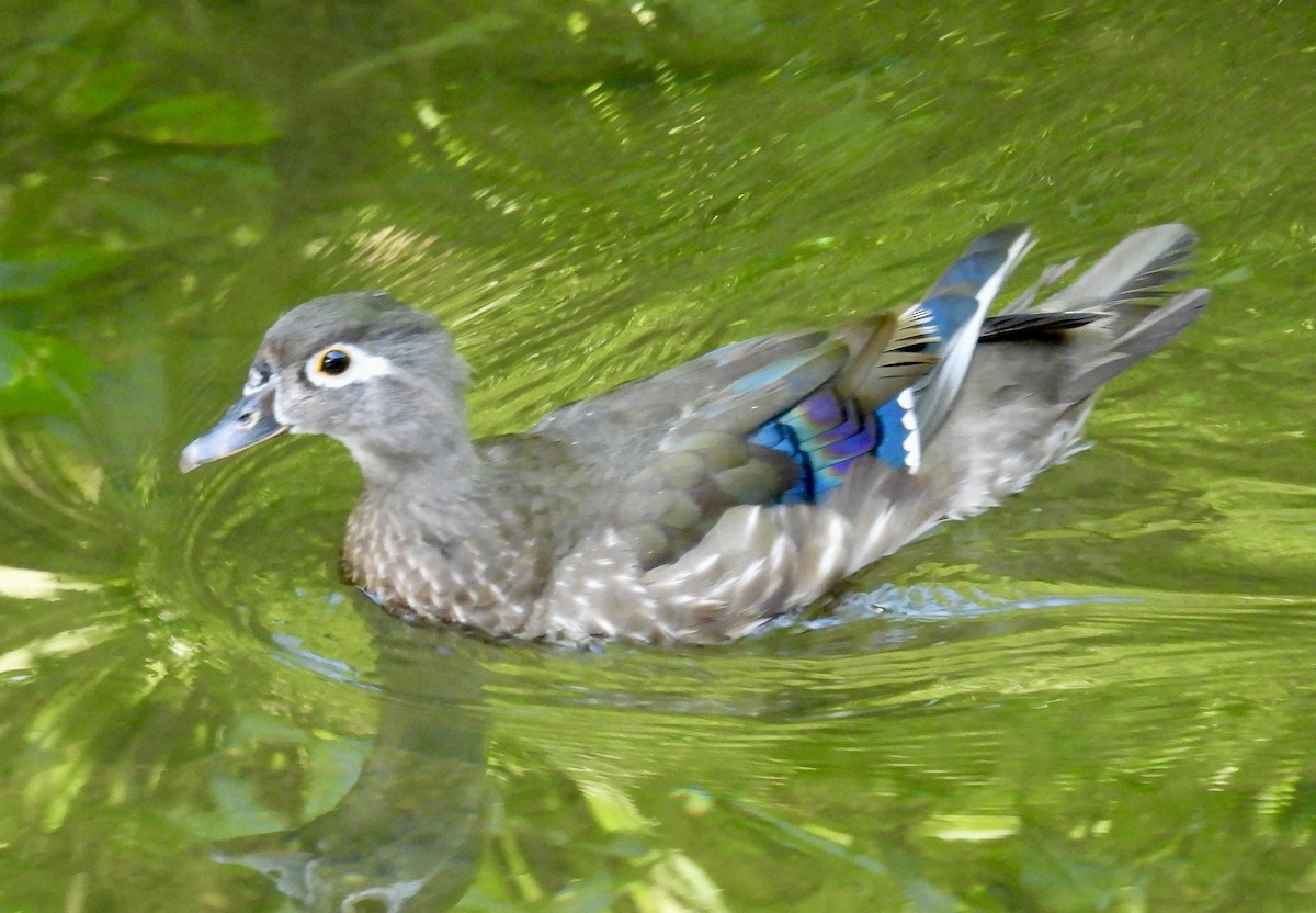 Wood Duck - ML621098930