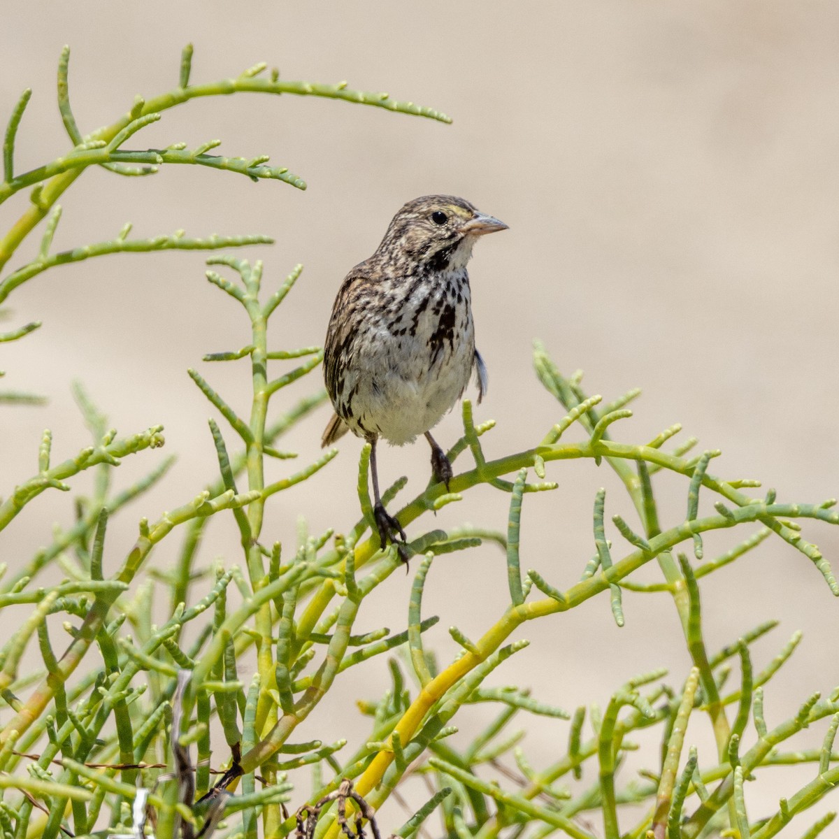 Savannah Sparrow - ML621098968