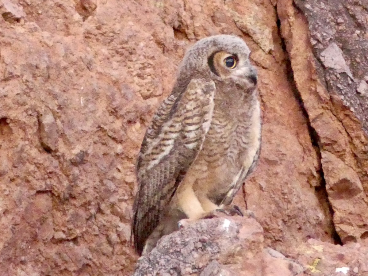Great Horned Owl - ML621098970