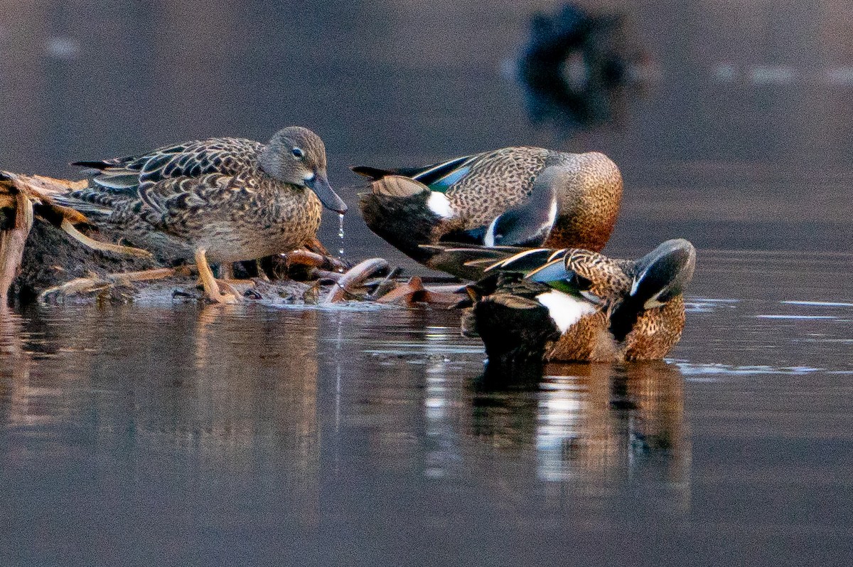Blue-winged Teal - ML621099002