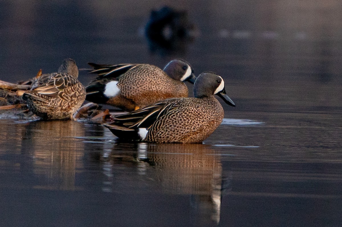 Blue-winged Teal - ML621099006