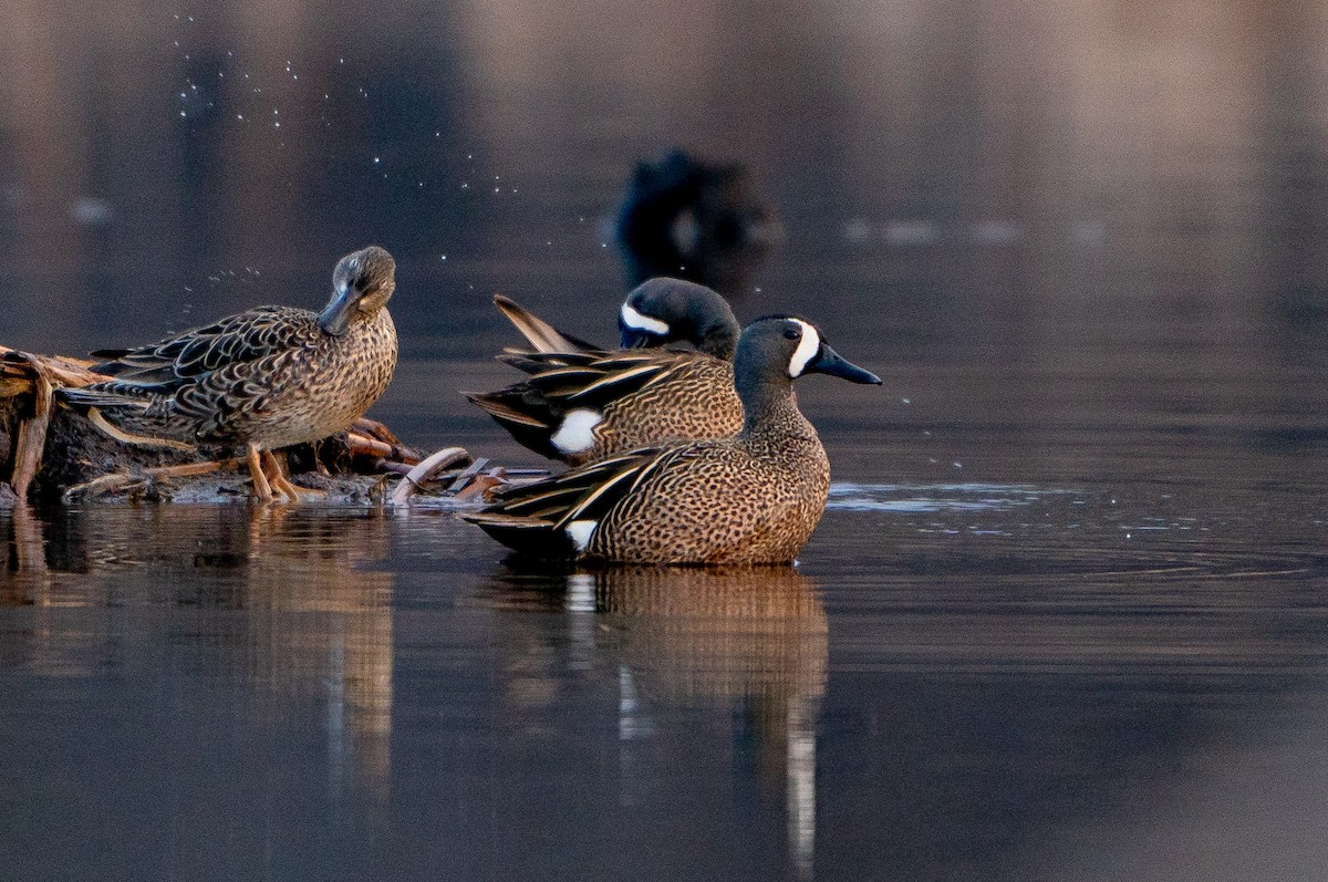 Blue-winged Teal - ML621099010