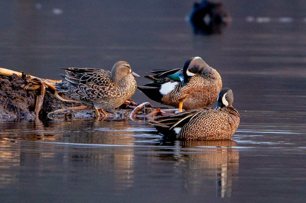 Blue-winged Teal - ML621099011