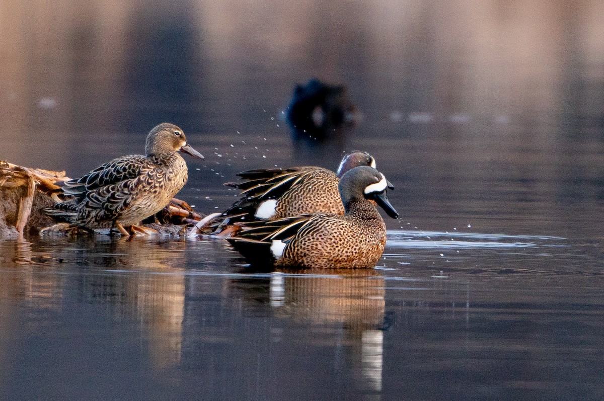 Blue-winged Teal - ML621099012