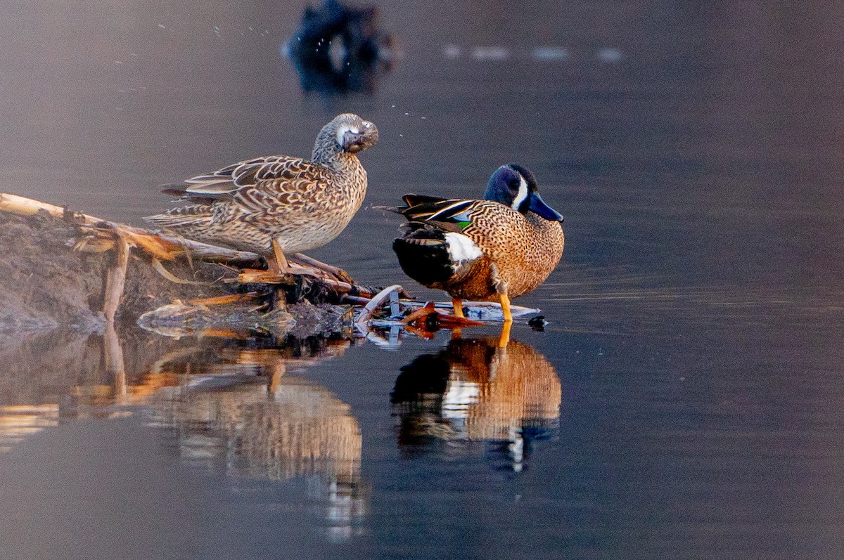 Blue-winged Teal - ML621099013