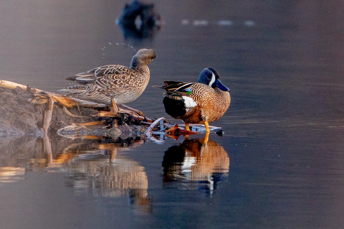 Blue-winged Teal - ML621099014