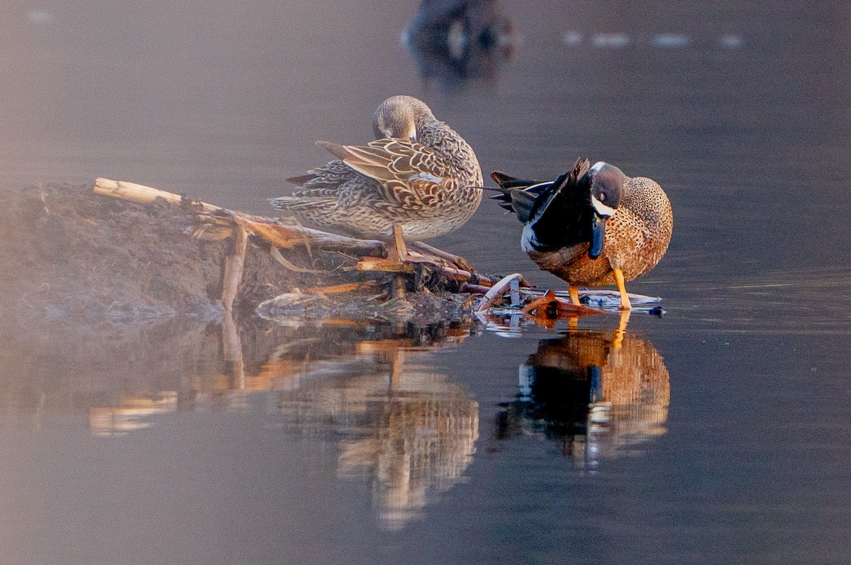 Blue-winged Teal - ML621099015