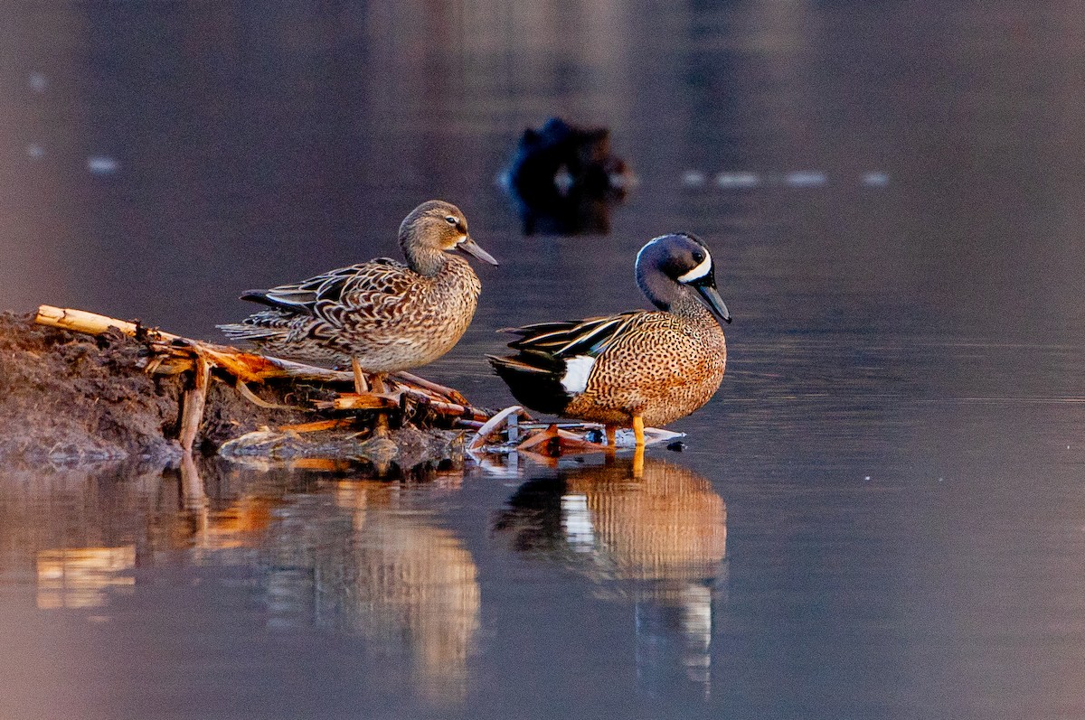 Blue-winged Teal - ML621099016