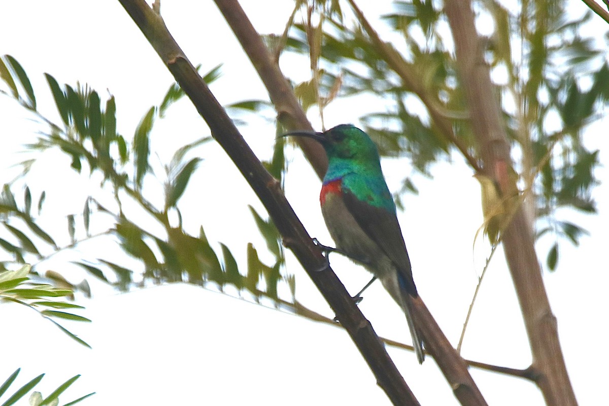 Southern Double-collared Sunbird - ML621099017