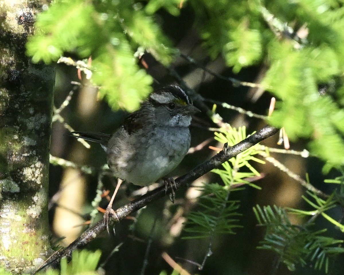 White-throated Sparrow - ML621099019