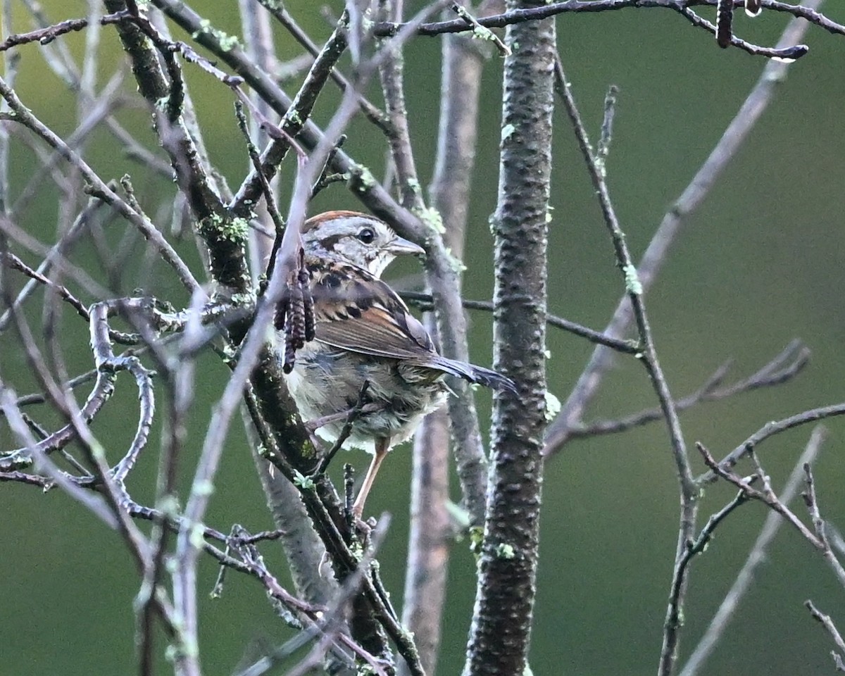 Swamp Sparrow - ML621099030