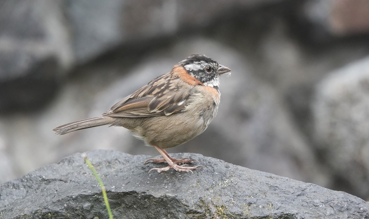 Rufous-collared Sparrow - ML621099037