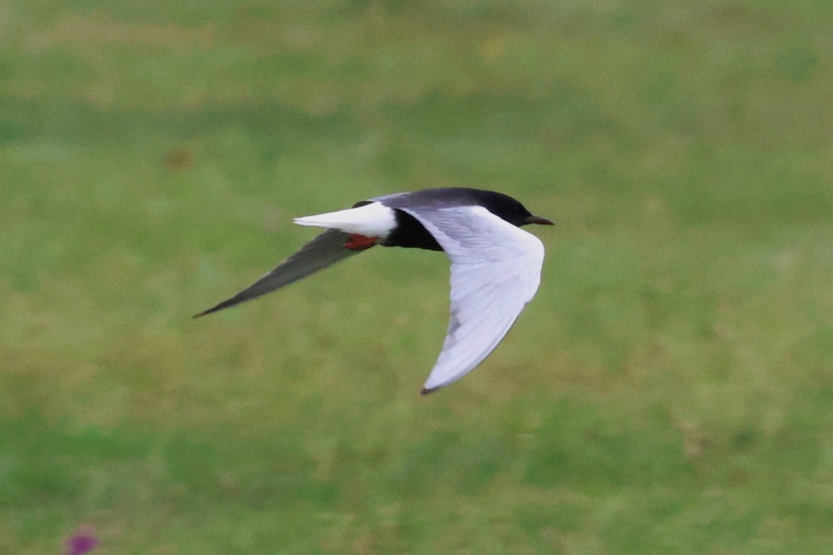 White-winged Tern - ML621099041